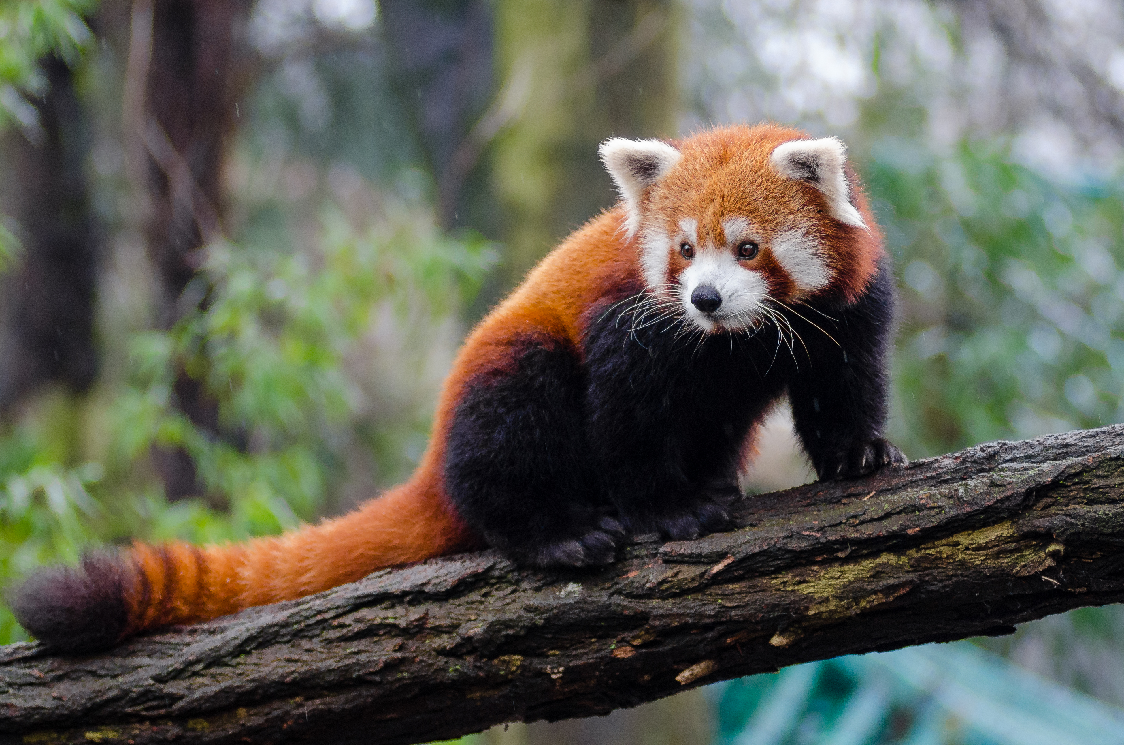 protect-the-world-s-most-endangered-animals-this-endangered-species-day